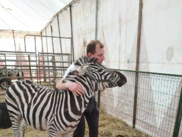zebra, nitra, útek, cirkus, Antonín Šimek
