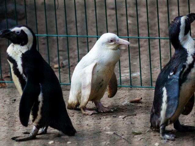 POLAND-PENGUIN/