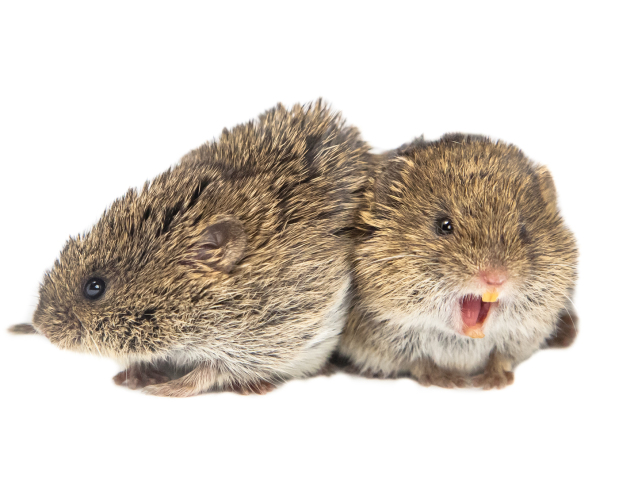 shutterstock 331361729