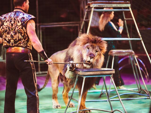 lev, cirkus, drezúra