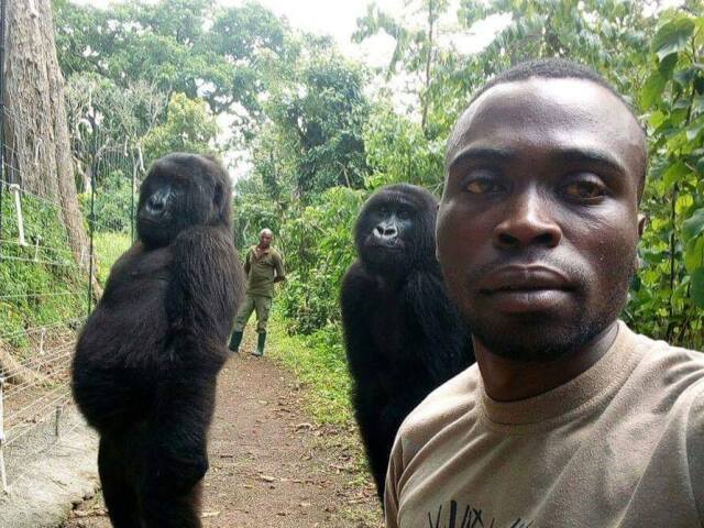 Záber na selfie s gorilami. 