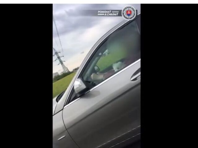 pes, auto, polícia