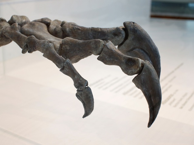dinosaurus, kosť