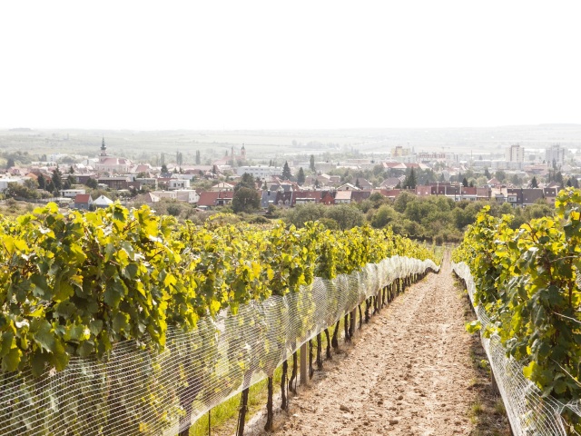 vinohrad, sebo, vino, karpatska perla, modra