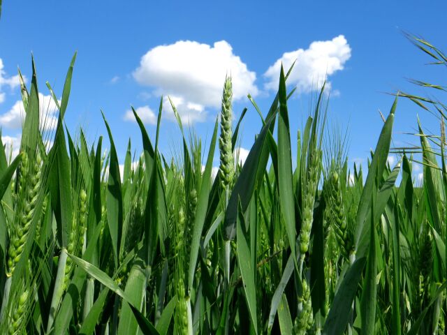 úroda, zrno, obilie, pole, poľnohospodárstvo