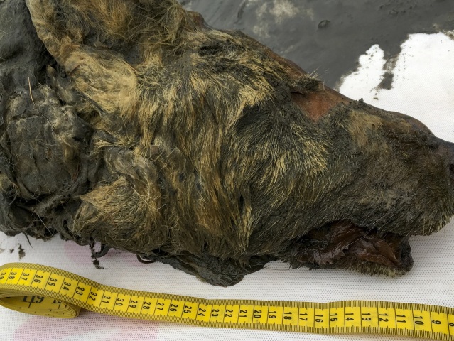 Russia Ice Age Wolf