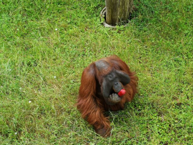 Orangutan bojnická zoo