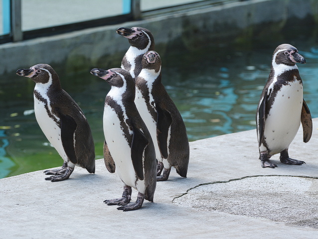 zoo košice tučniaky