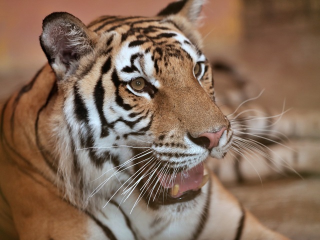 tiger