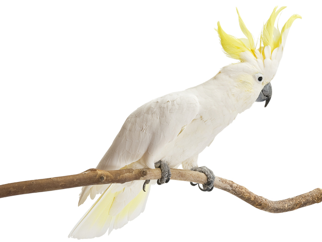 18-papagaj-shutterstock 649749322