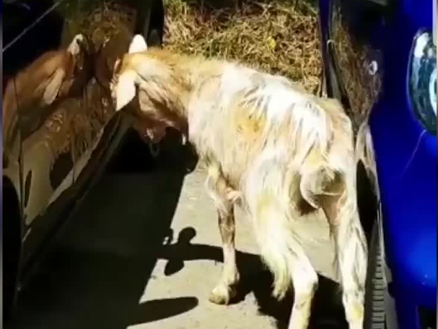 koza poškodila auto
