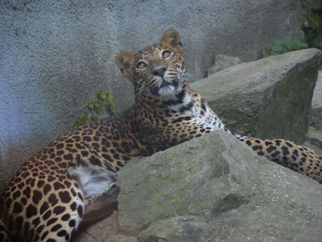 Dráma v holandskom safari parku: Leopard napadol ošetrovateľku, jej stav je kritický