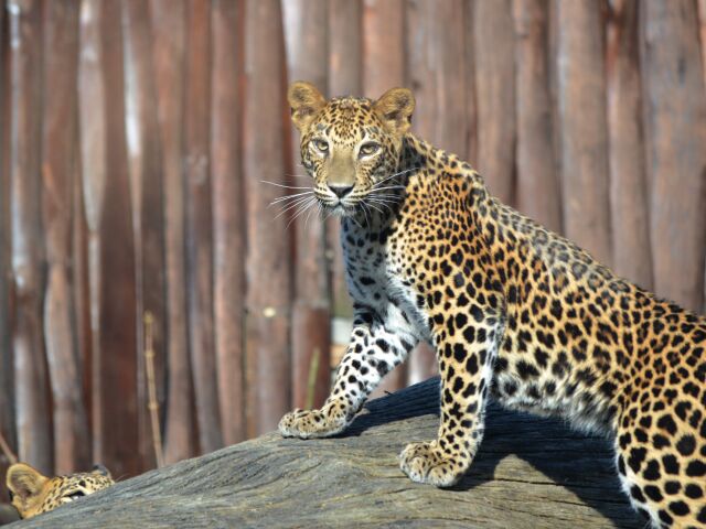 leopard, Eliya, zoo, bratislava