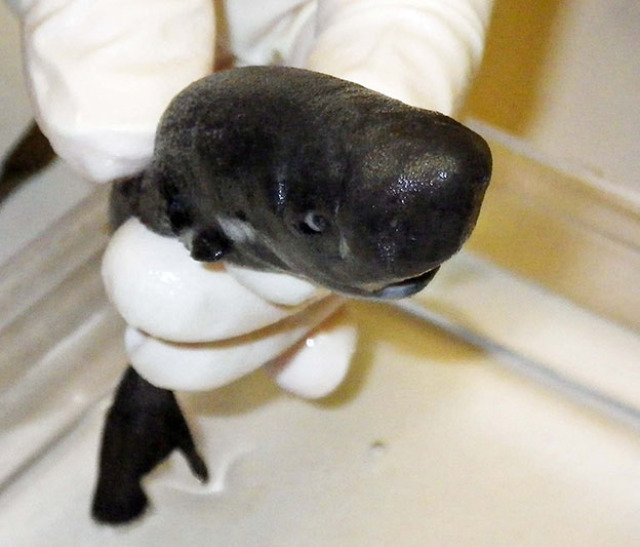 Front view pocket shark533