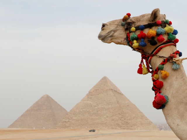 Egypt / pyramída / ťava, púšť, 