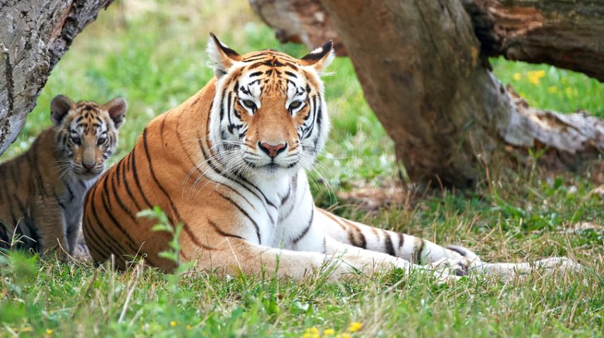 tiger