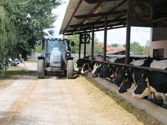 Rybany, prikrmovanie, kravy, farma, poľnohospodárstvo
