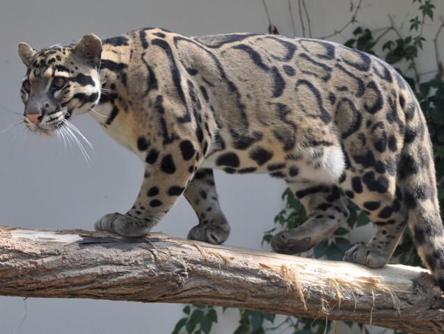 leopard1
