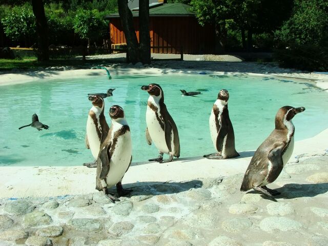 Košice, tučniaky, ZOO