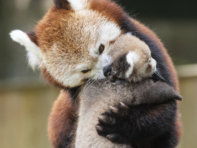 Panda červená / zoo /