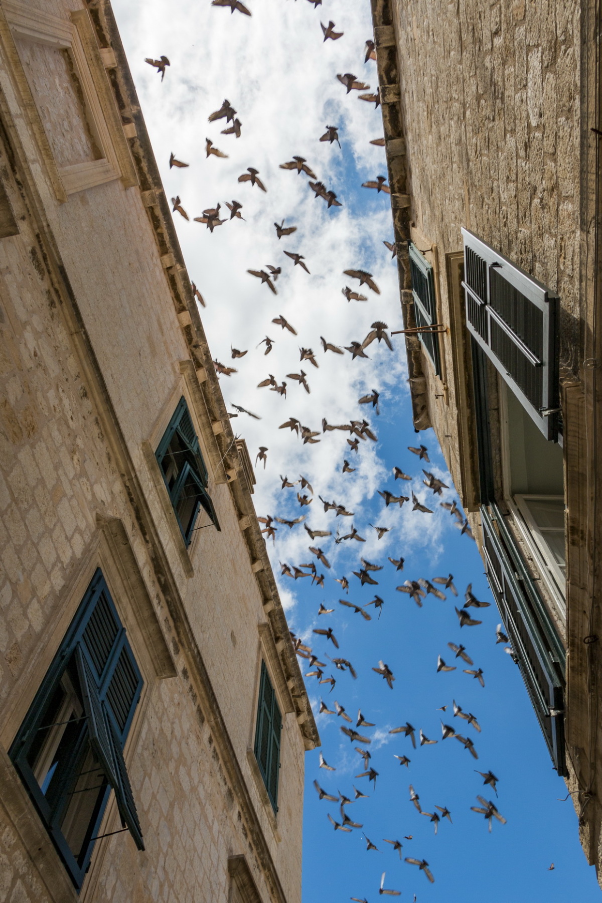 Dubrovnik, vtáky