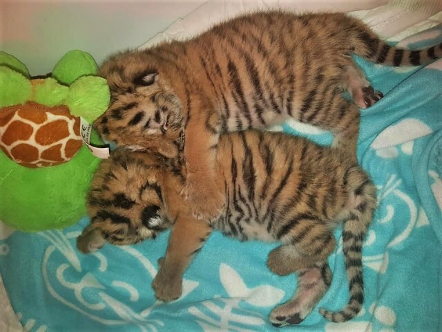 tiger, tigríčatá,