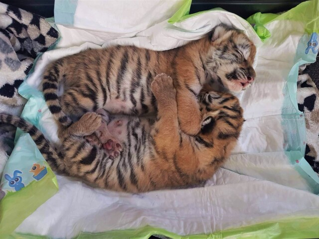 tigríčatá, tiger