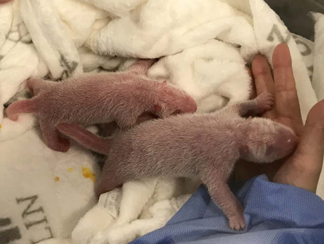 Nemecko Berlín zoo panda mláďatá narodenie