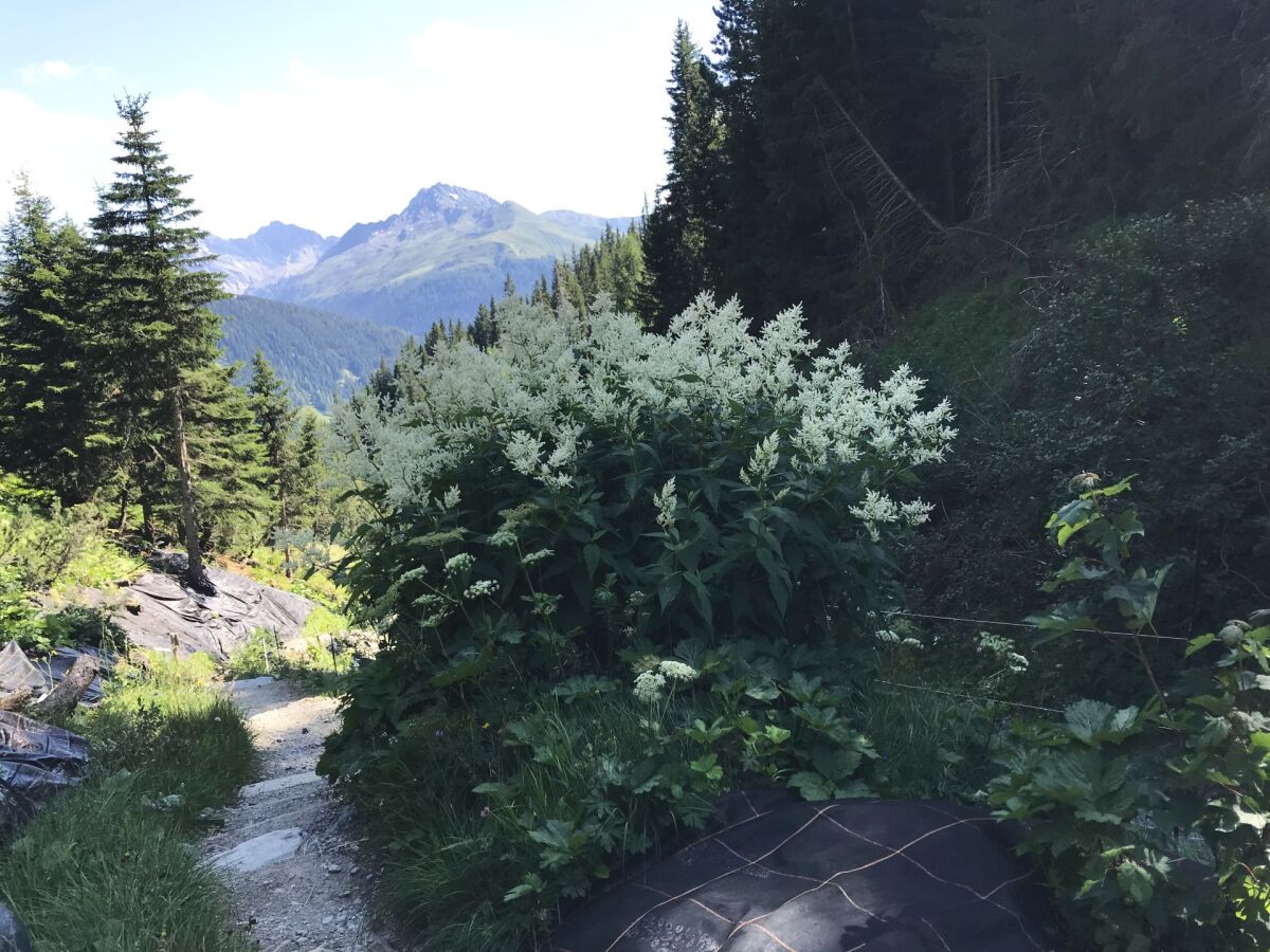 Švajčiarsko, Alpy, botanická záhrada, kvet