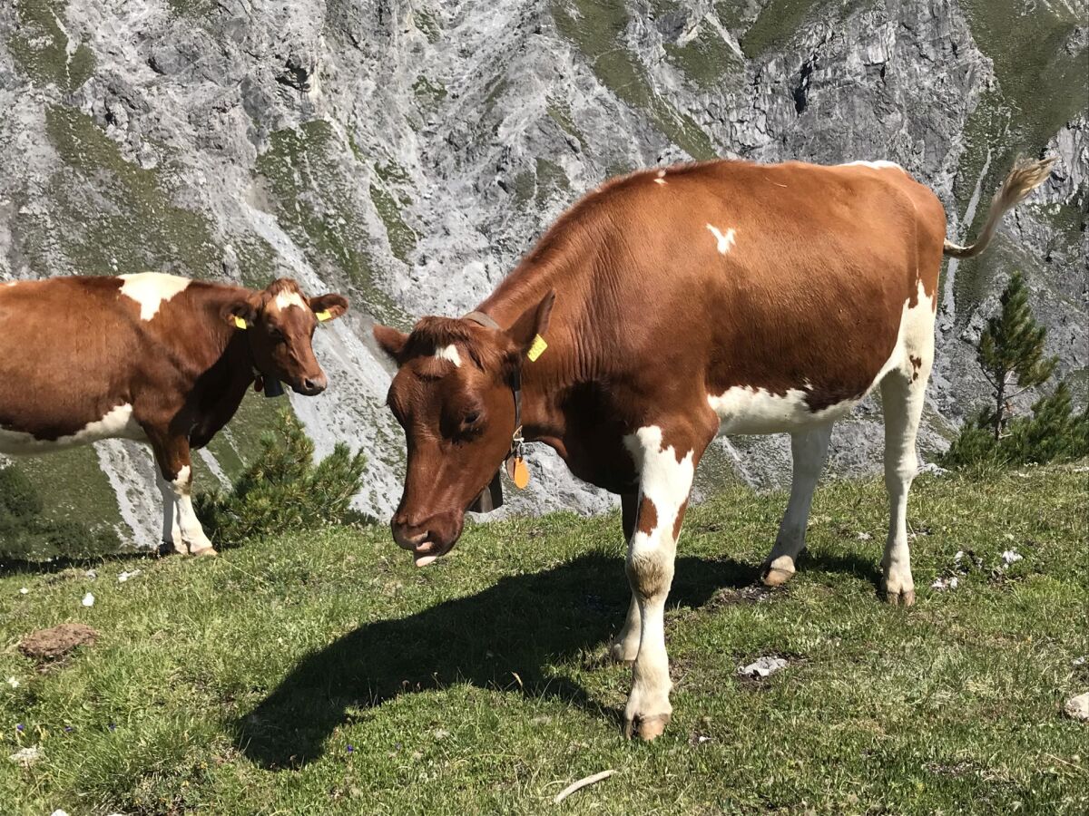 švajčiarsko, Alpy