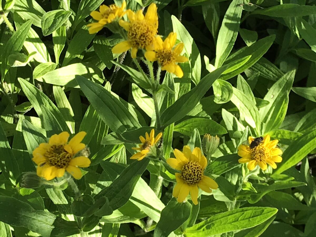 Švajčiarsko, botanická záhrada, Alpy, žltý kvet