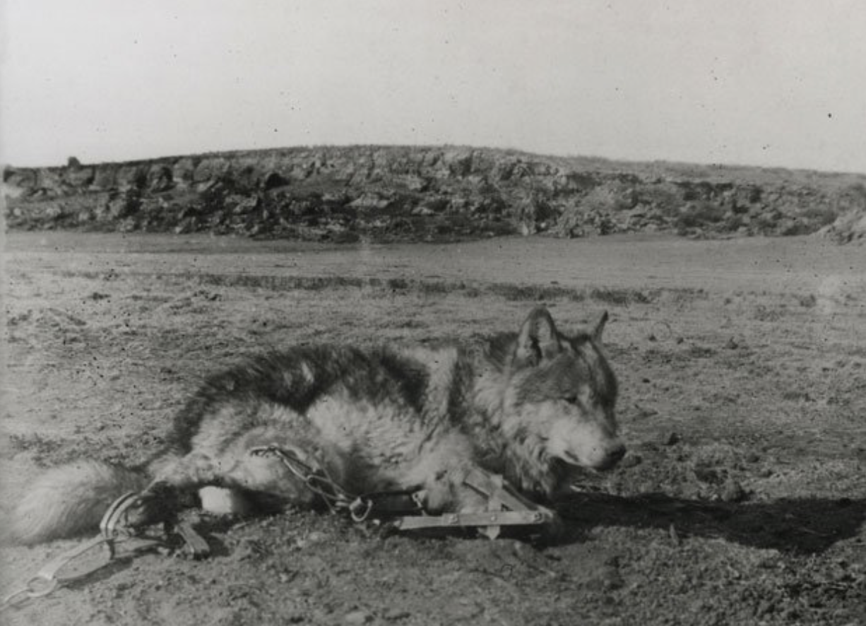 Lobo, vlk, ktorý zmenil Ameriku.
