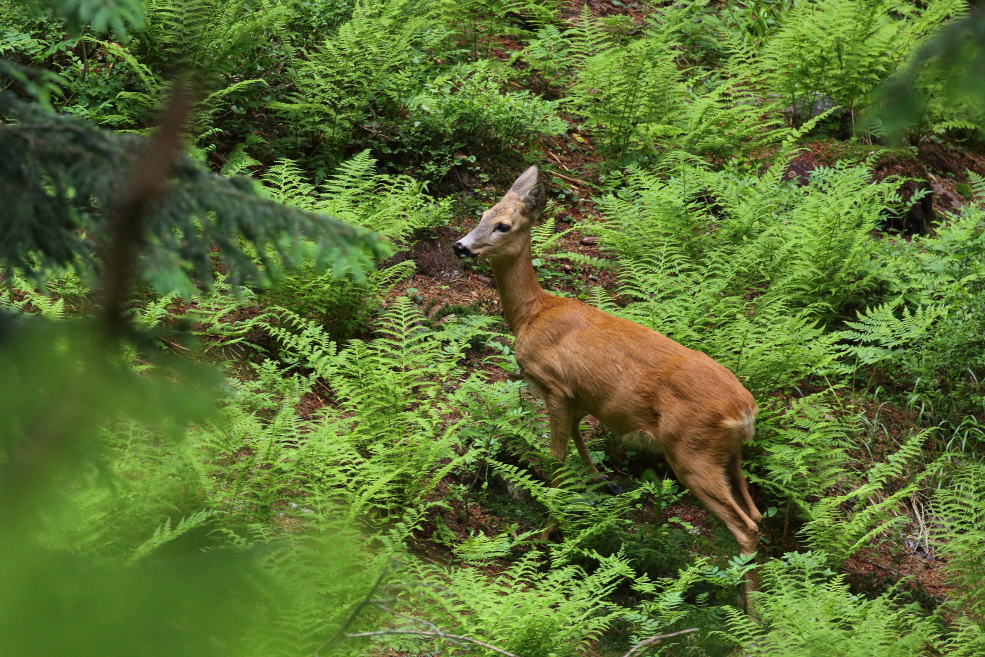 Srna, ktorá sa prišla pozrieť na návštevníkov pralesa.