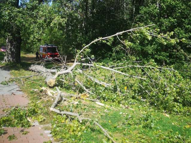 strom, pád stromu,