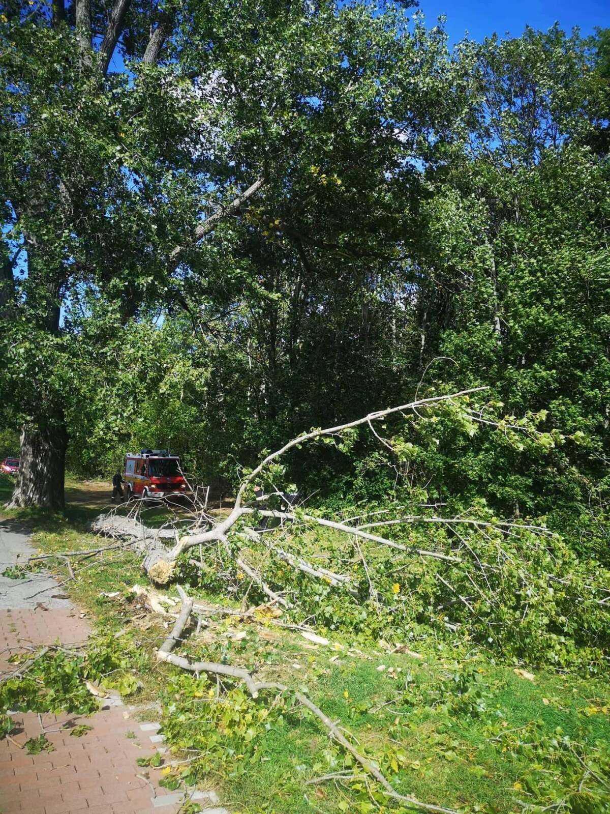 strom, pád stromu,