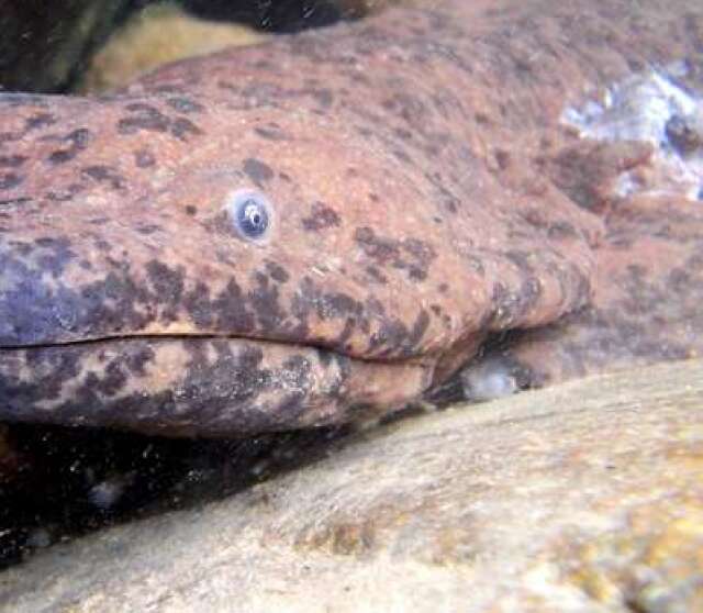 Chinese giant salamander website