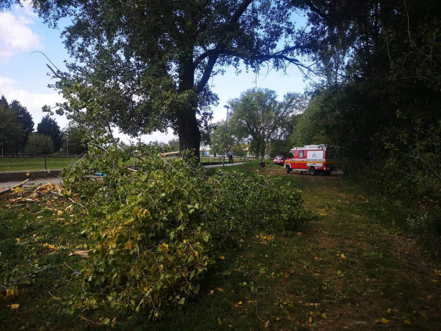strom, hasiči