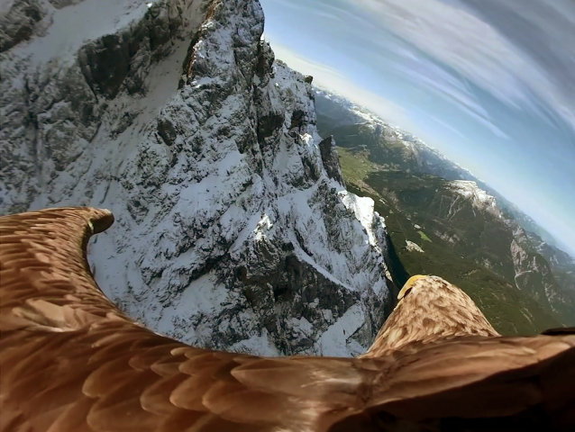 Global Warming Eagle