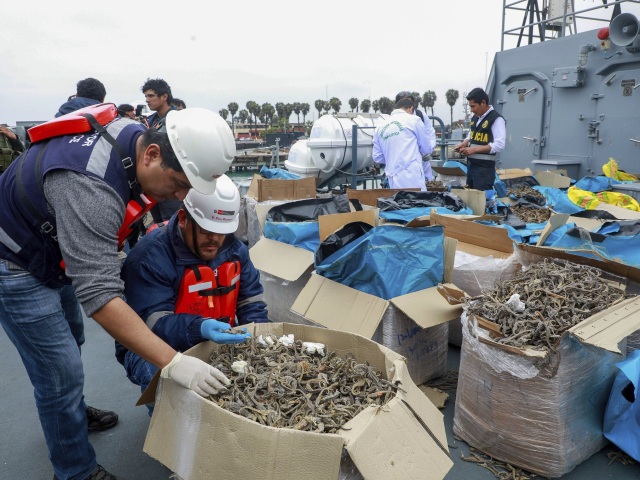 Peru Seahorses Seized
