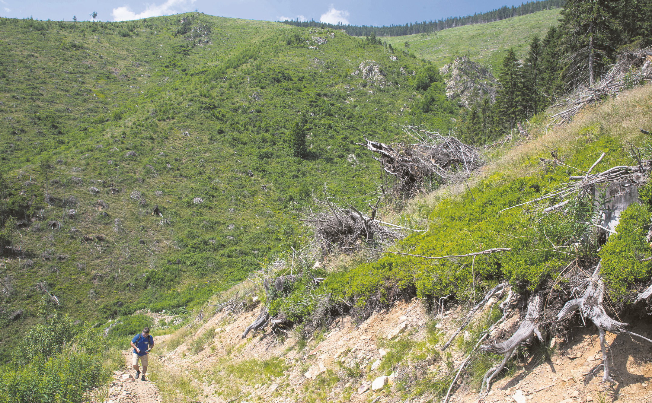 Igor Gallay meria teplotu pôdy vo vyrúbaných oblastiach Národného parku Nízke Tatry.