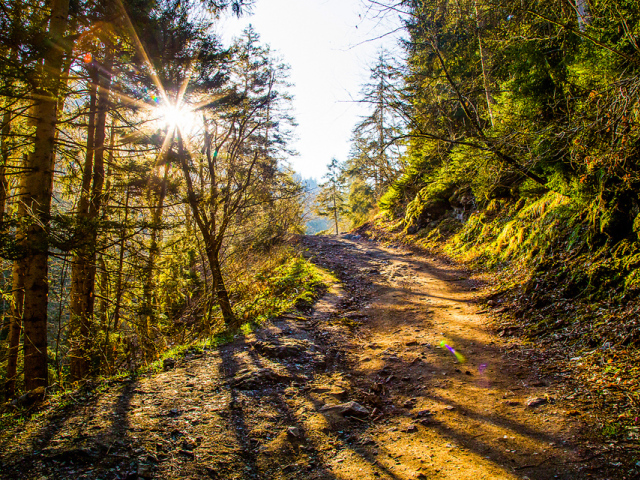 príroda, lesná cesta, stromy