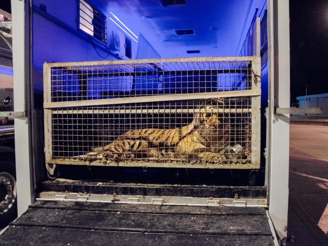 Tiger