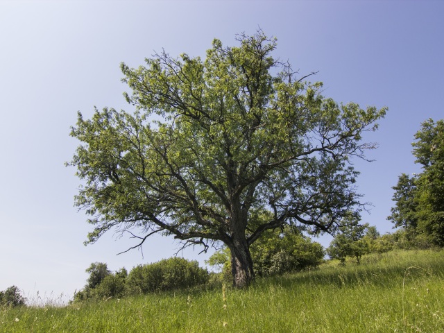 Oskoruša domáca