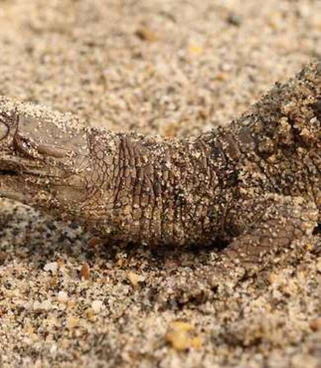 croco