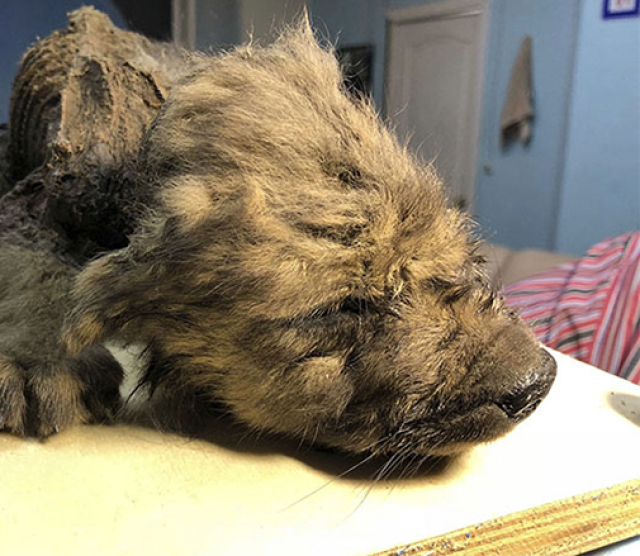 18000-year-old-puppy-permafrost-could-be-oldest-dog-in-the-world-2-5dde3768433c9  700
