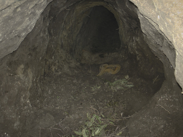 Hungary Migrant Tunnels