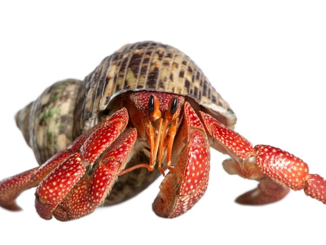 18-krab-4x