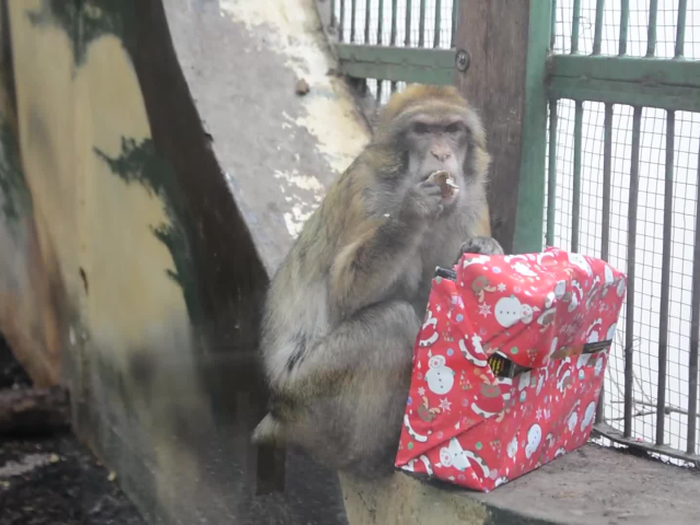 zoo, makak, ZOO Košice
