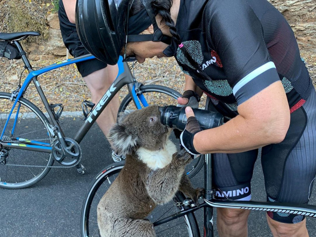 austrália koala požiar cyklista