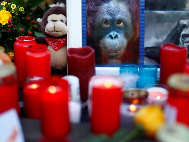 Zoo v Krefelde po požiari v pavilóne opíc.